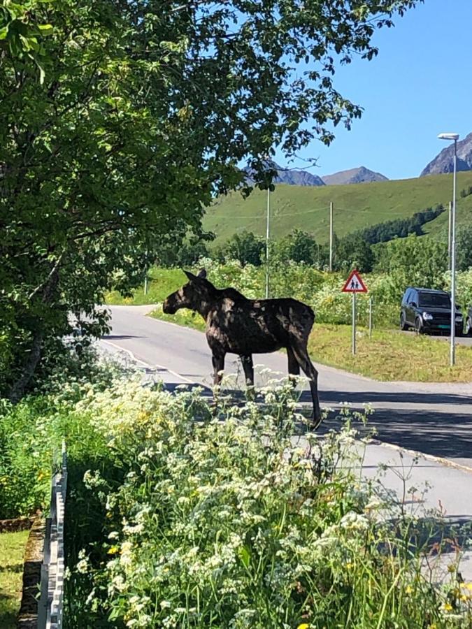 Cozy Home Gravdal  Bagian luar foto